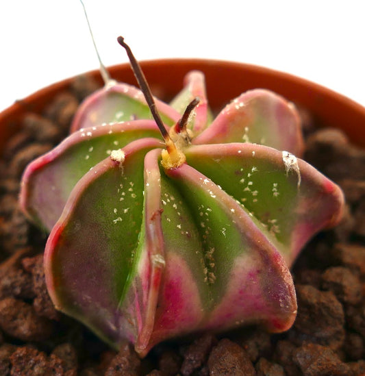 Astrophytum capricorne variegated succulent cactus with pink and green star-shaped ribs
