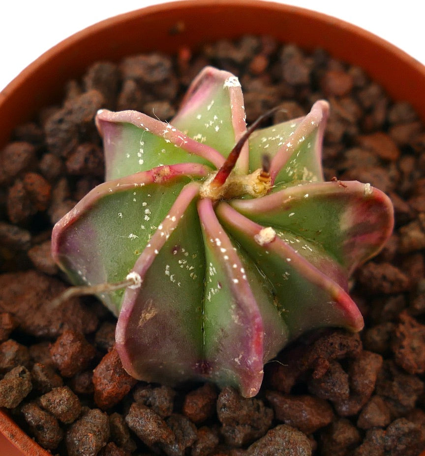 Astrophytum capricorne rare succulent cactus with pink-edged ribs and small white spots
