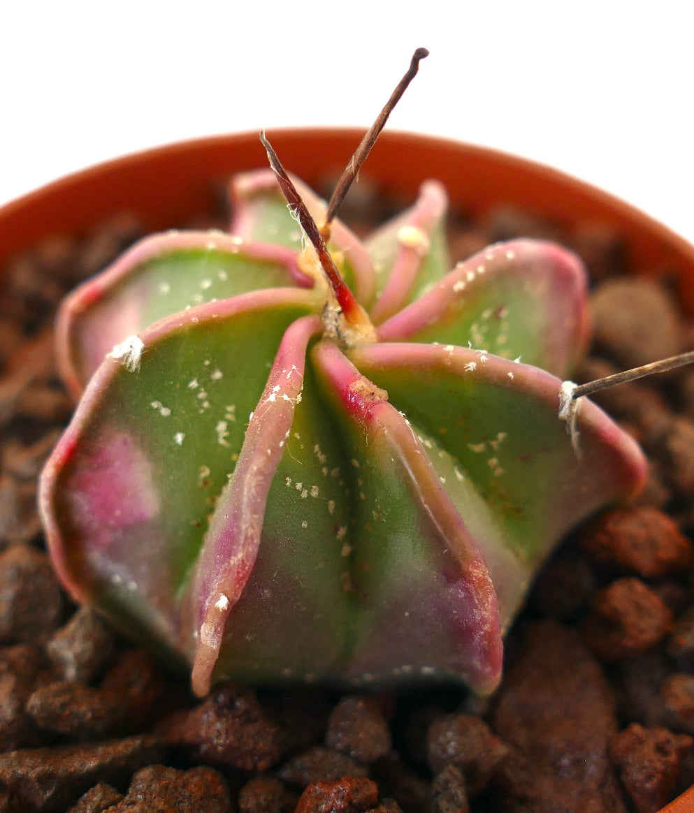 Astrophytum capricorne small variegated succulent cactus with green and pink tones and long spines