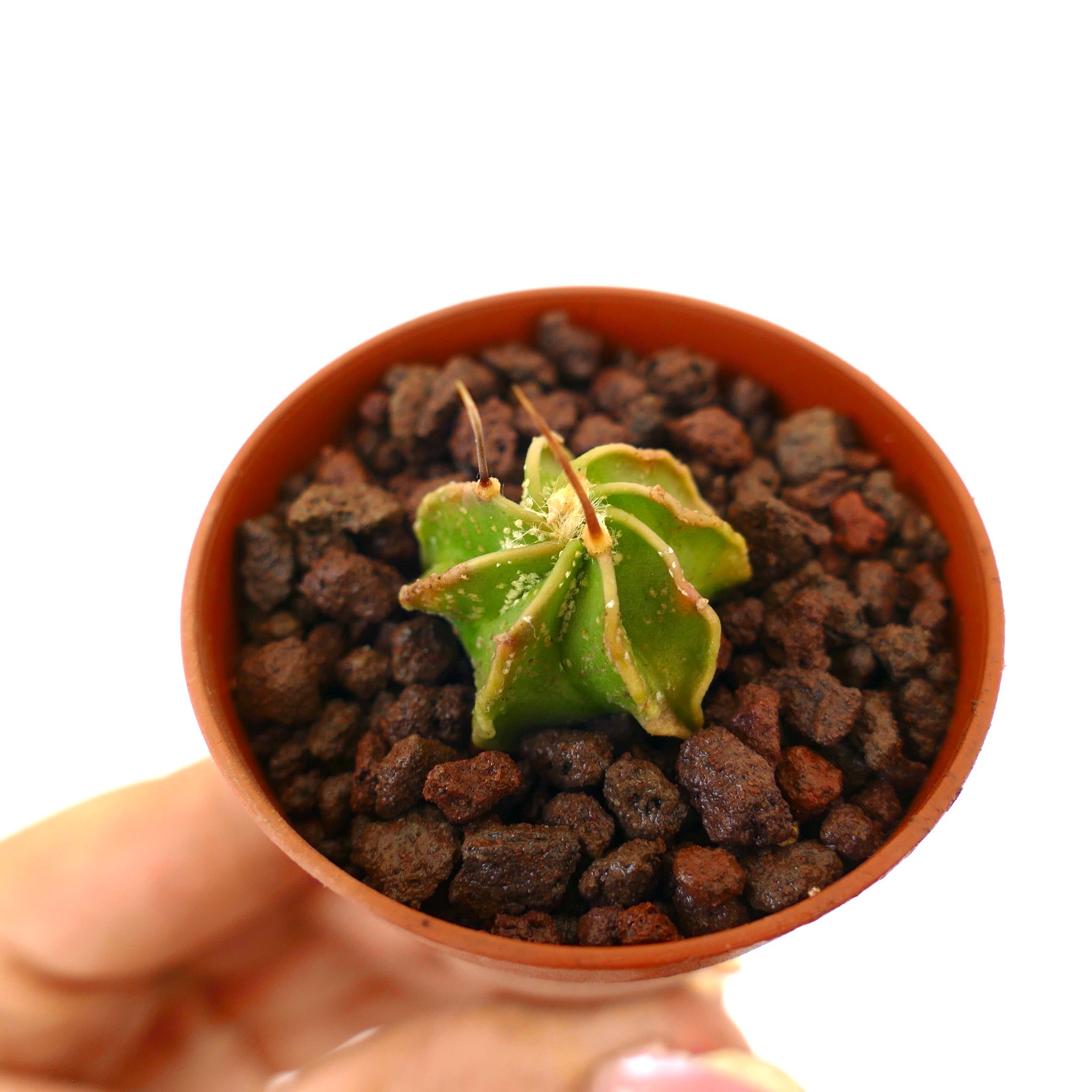 Astrophytum capricorne small green cactus seedling with prominent spines in pot