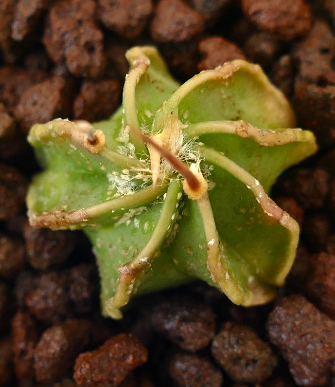 Astrophytum capricorne small green cactus seedling with soft spines and textured surface