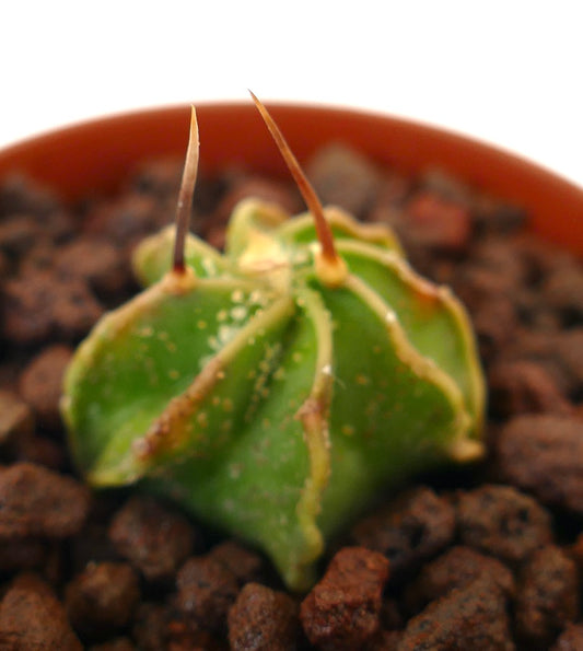 Astrophytum capricorne small green cactus seedling with long sharp spines in pot