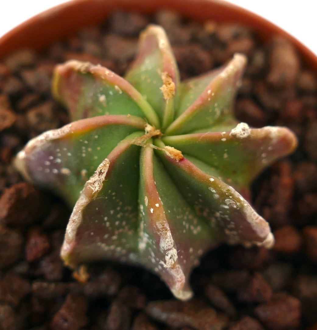Astrophytum capricorne rare succulent cactus with star-shaped ribs and white speckled texture