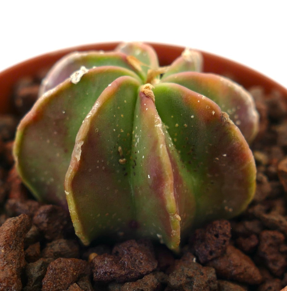 Astrophytum capricorne succulent cactus with ribbed green and reddish hues in rocky soil