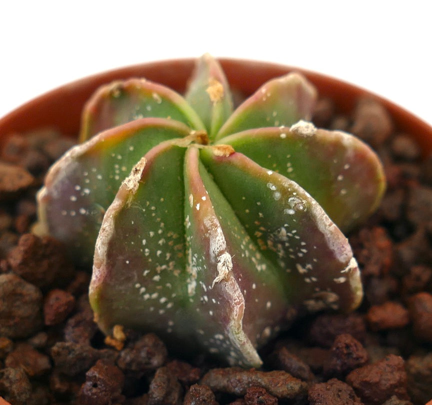 Astrophytum capricorne rare succulent cactus with green and purple ribs and white speckles