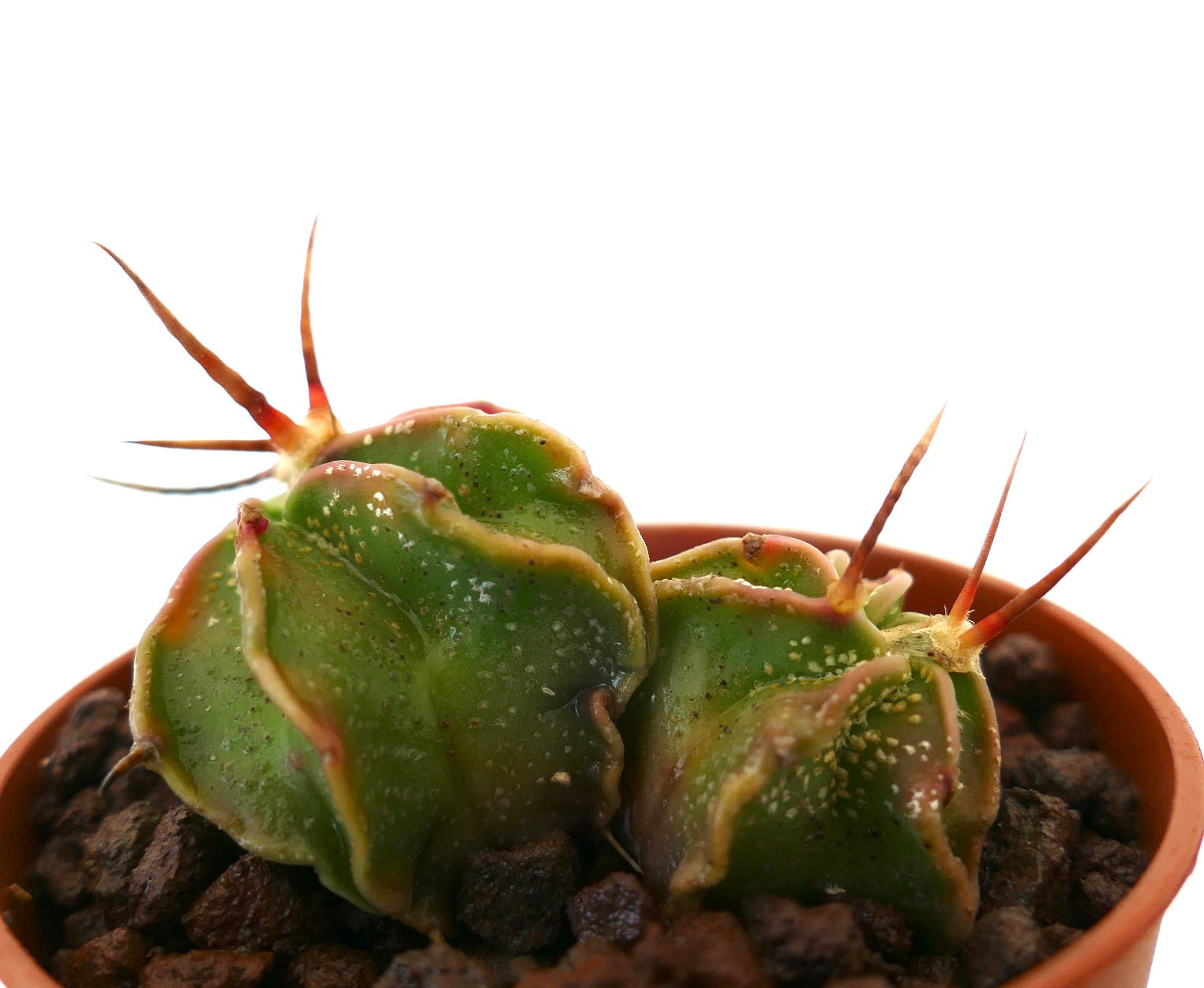 Astrophytum capricorne small succulent cactus with curved ribs and long reddish spines in pot
