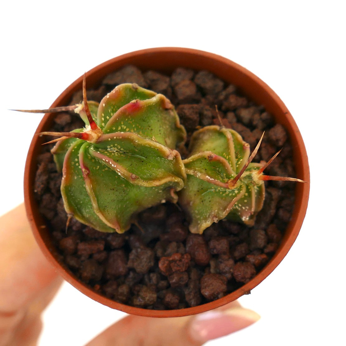 Astrophytum capricorne small succulent cactus with curved spines and green ribbed body in pot