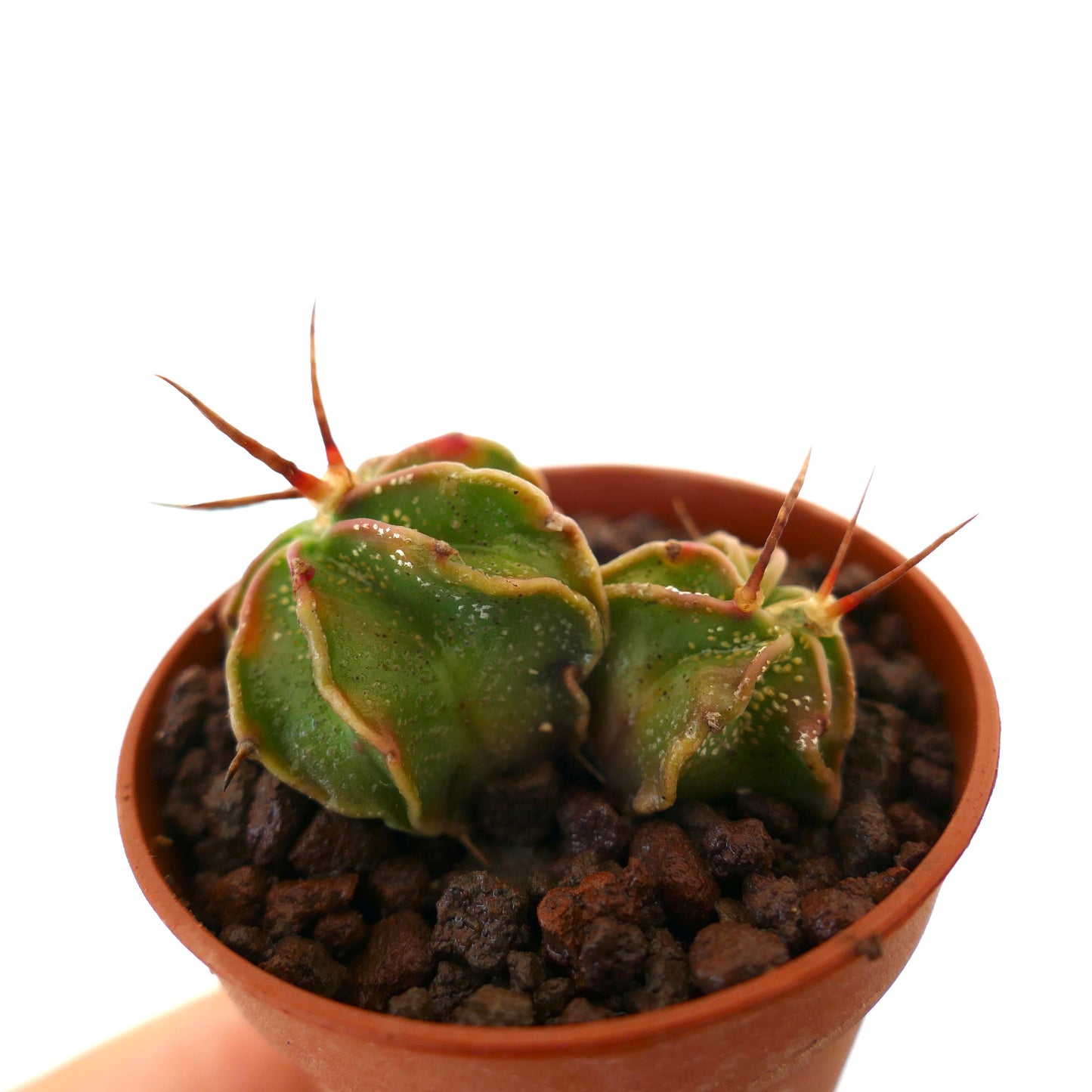 Astrophytum capricorne small green cactus with prominent reddish spines in brown pot