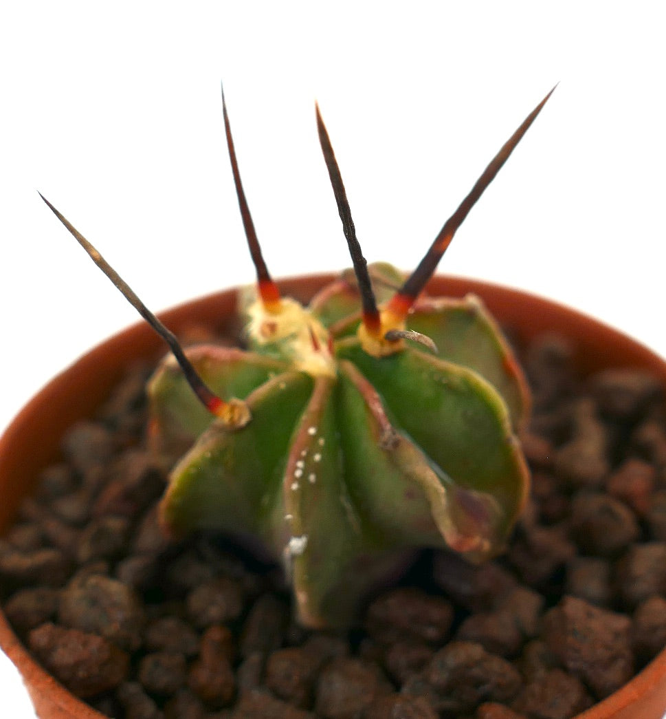 Astrophytum capricorne cv BUFFALO BLACK SPINES succulent cactus with long black spines and ribbed green body