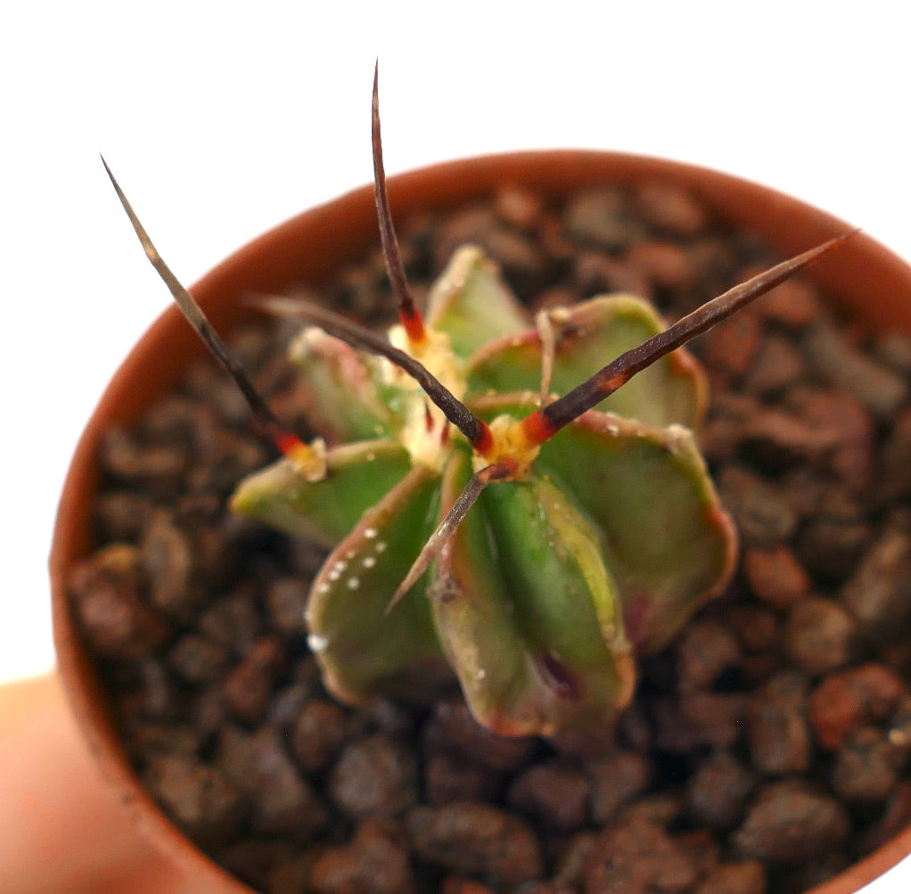 Astrophytum capricorne succulent cactus with long black spines and green ribbed body in pot