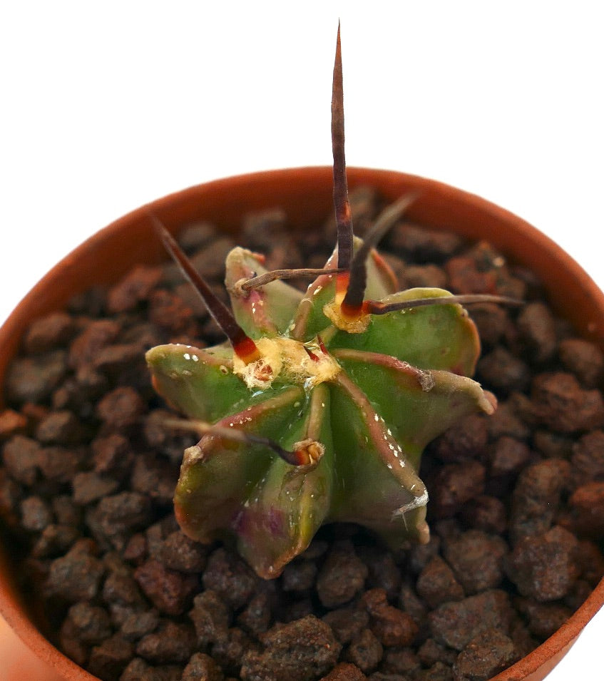 Astrophytum capricorne succulent cactus with long dark spines and green ribbed body in pot