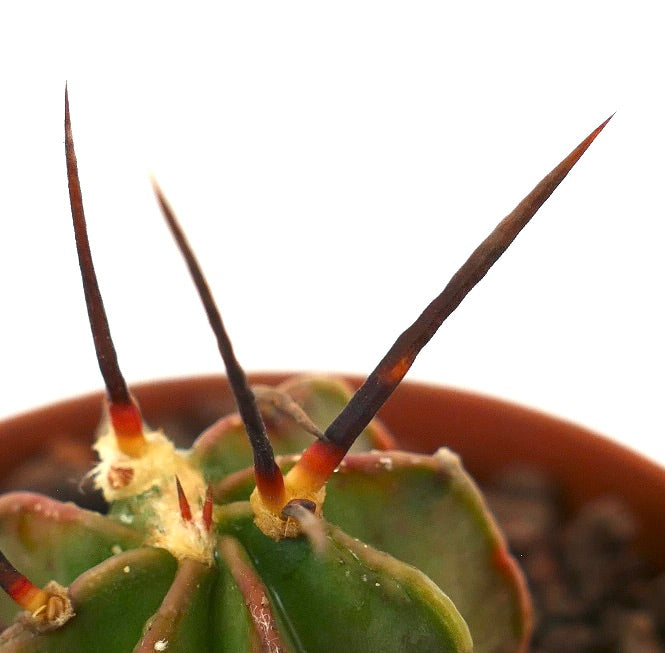 Astrophytum capricorne cv BUFFALO BLACK SPINES succulent cactus with long dark spines and ribbed green body