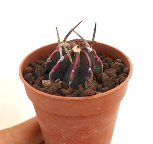 Astrophytum capricorne cv BUFFALO REDDISH BODY small cactus with reddish body and long spines in terracotta pot