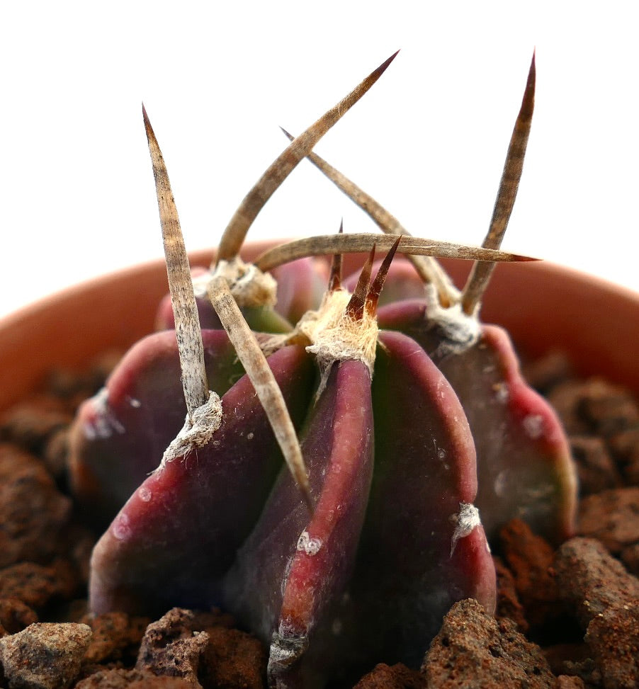 Astrophytum capricorne cv BUFFALO REDDISH BODY rare succulent cactus with long spines and reddish body