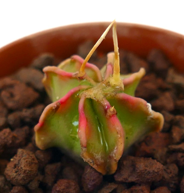 Astrophytum capricorne cv BUFFALO succulent cactus seedling with curved spines and green-pink ribs