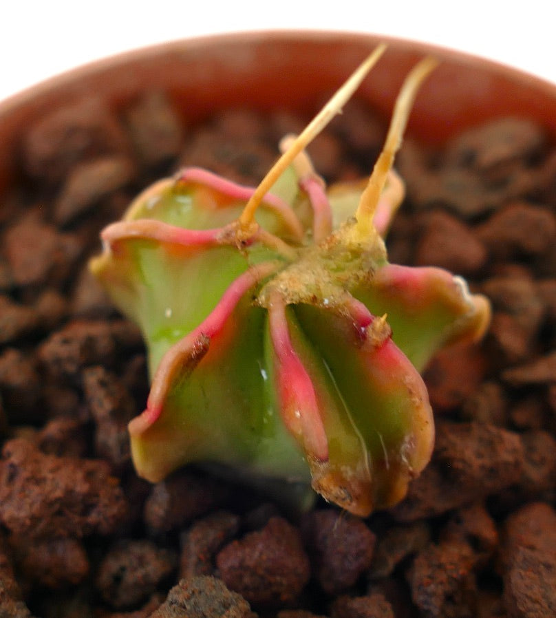 Astrophytum capricorne cv BUFFALO small succulent cactus with pink-edged ribs and long spines