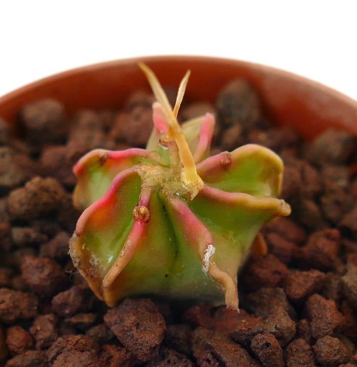 Astrophytum capricorne cv BUFFALO small succulent cactus seedling with pink-tinted ribs and spines