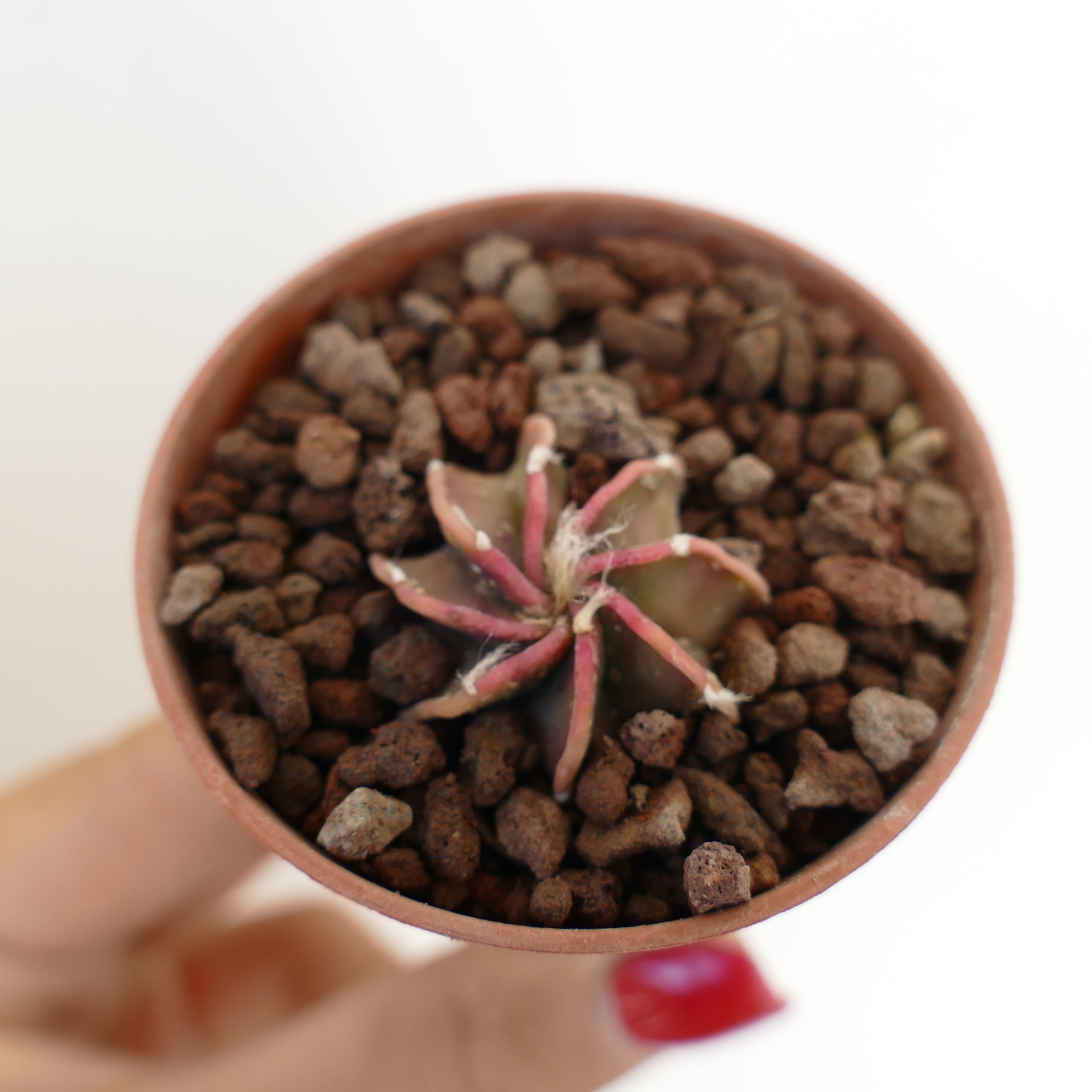 Astrophytum capricorne cv BUFFALO small young cactus seedling with pink spines in pot