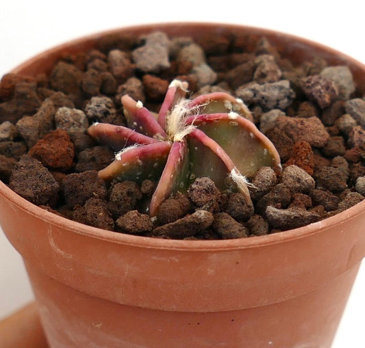 Astrophytum capricorne cv BUFFALO small young cactus seedling with reddish spines and woolly areoles