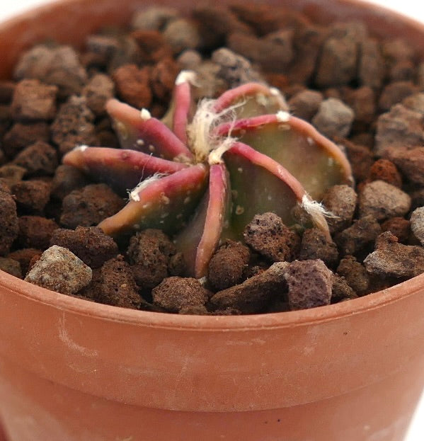Astrophytum capricorne cv BUFFALO small succulent cactus with reddish spines in terracotta pot