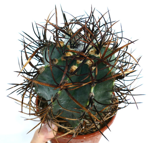 Close-up of Astrophytum capricorne cv BUFFALO 'TAIHO-GYOKU' cactus in a small brown plastic pot, showing its round green body covered with long, curved brown and black spines.