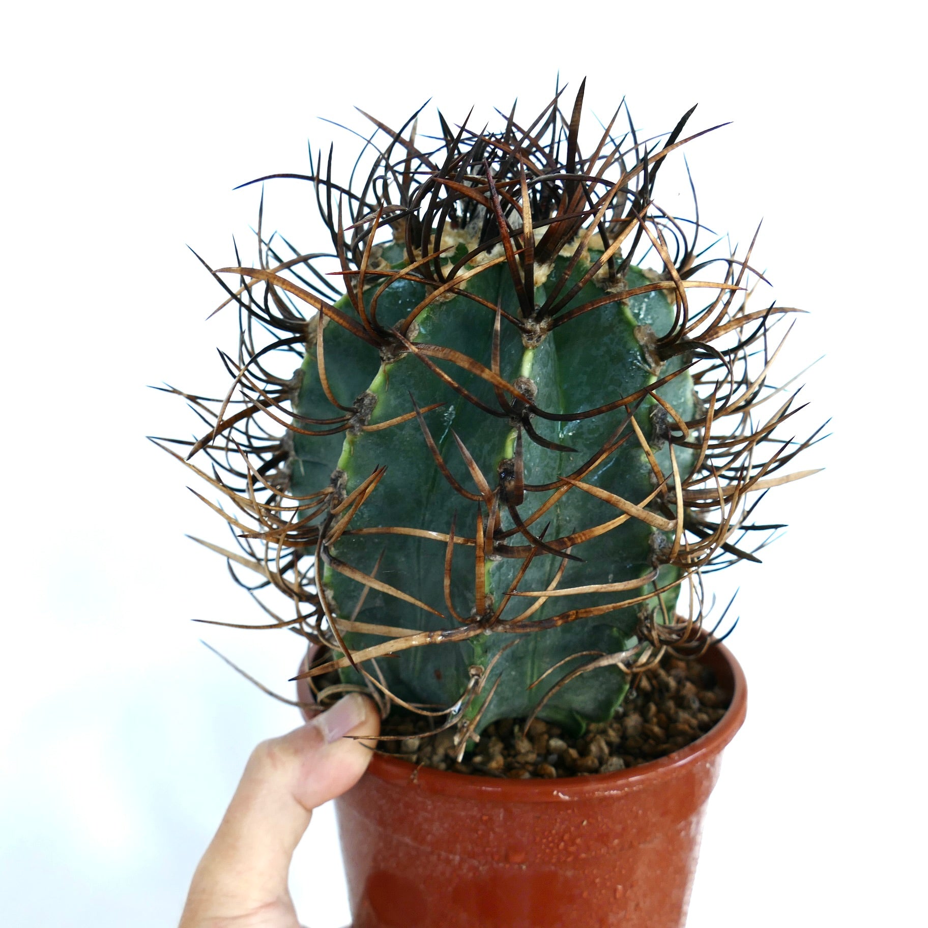 標本用品 Acantholophus  sp Acantholophus sp