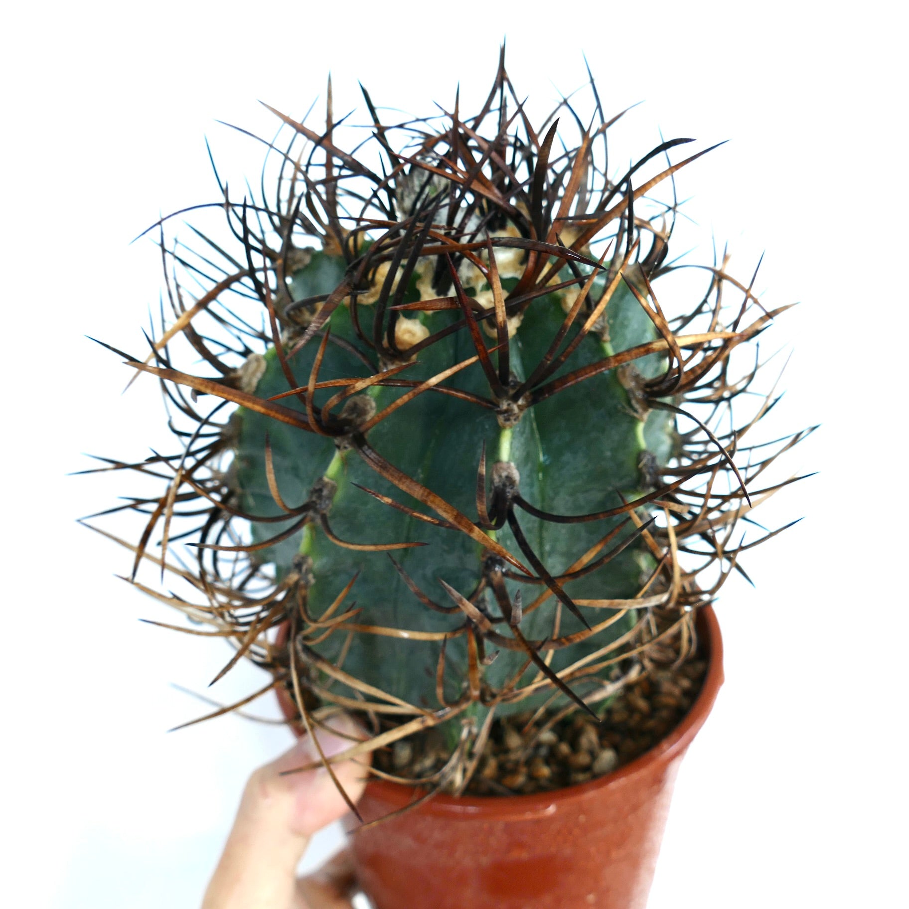 กระบองเพชร แอสโตรไฟทัม แคปริคอร์น ซีวี บัฟฟาโล 'ไทโฮ-เกียวกุ' ในกระถาง มีลำต้นสีเขียวเป็นริ้วและหนามโค้งแข็งแรง ถือด้วยมือบนพื้นหลังสีขาว