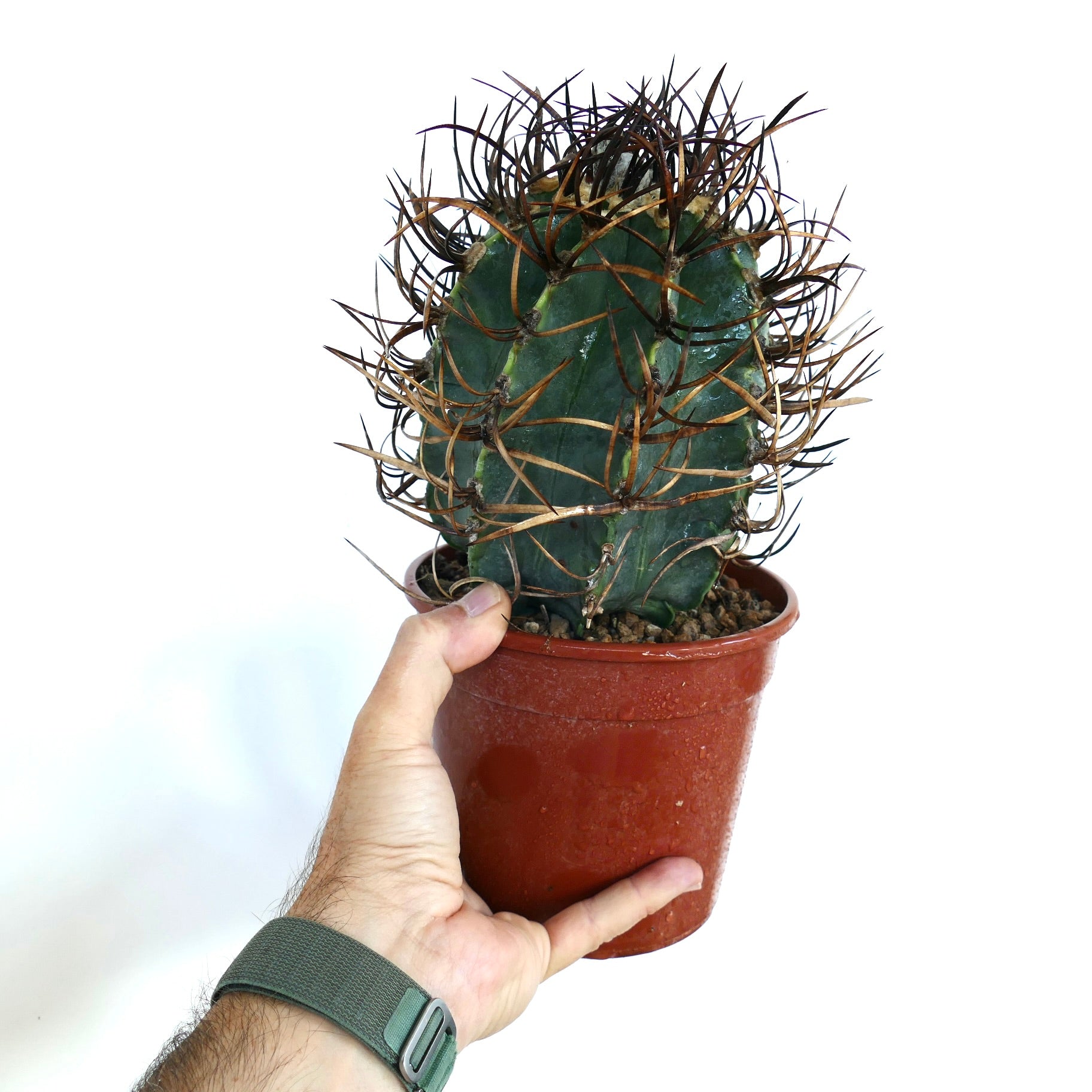 มือถือกระถางต้นกระบองเพชร แอสโตรไฟตัม แคปริคอร์น ซีวี บัฟฟาโล 'ไทโฮ-กิโยกุ' ที่มีหนามหนาสีดำเข้มปกคลุมลำต้นสีเขียวรูปทรงกลม