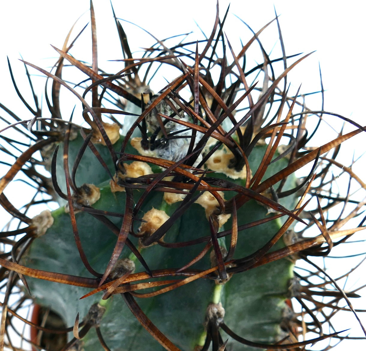 ภาพมุมบนของแอสโทรไฟตัม แคปริคอร์น ซีวี บัฟฟาโล่ 'ไทโฮ-กิยกุ' กระบองเพชร แสดงหนามกลางหนา ๆ ที่โผล่ออกมาจากรูขุมขนที่มีขนเหมือนขนแกะบนผิวสีเขียวที่มีซี่แถบด้านข้าง