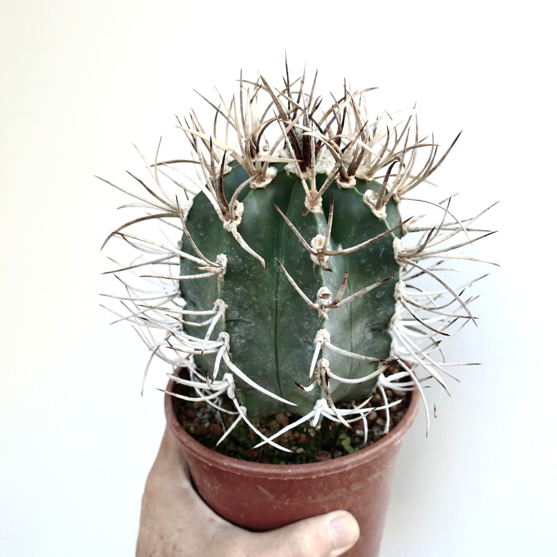 Astrophytum capricorne cv BUFFALO succulent cactus with long curved spines in terracotta pot