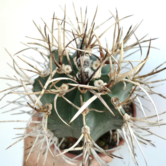 Astrophytum capricorne cv BUFFALO succulent cactus with long curved spines and green ribbed body