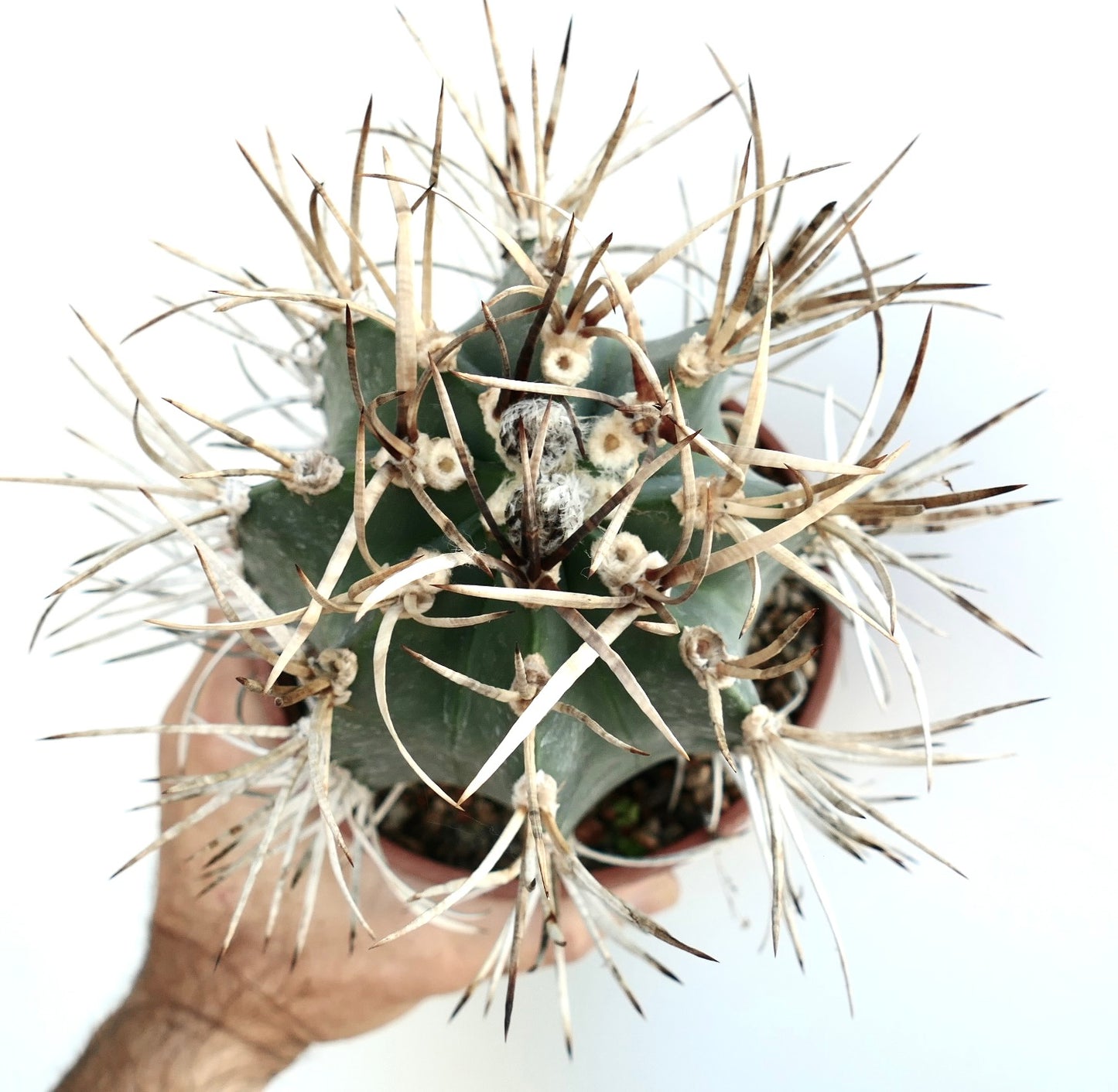 Astrophytum capricorne cv BUFFALO succulent cactus with long curved spines and green ribbed body