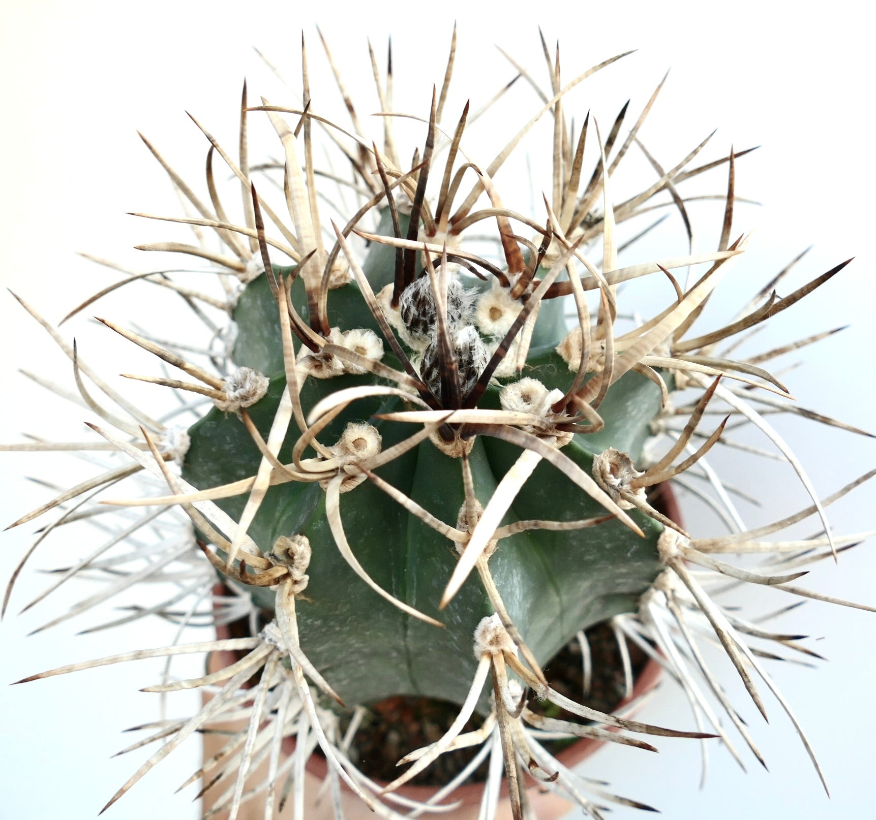 Astrophytum capricorne cv BUFFALO succulent cactus with long curved spines and green ribbed body