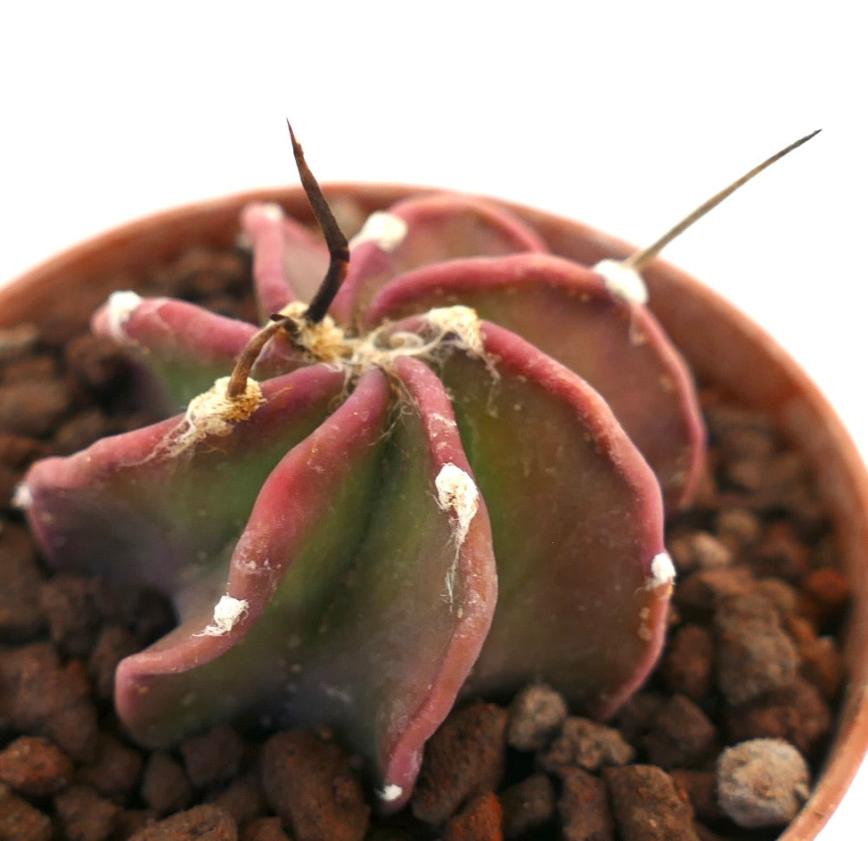 Astrophytum capricorne cv BUFFALO rare succulent cactus with reddish curved ribs and long spines