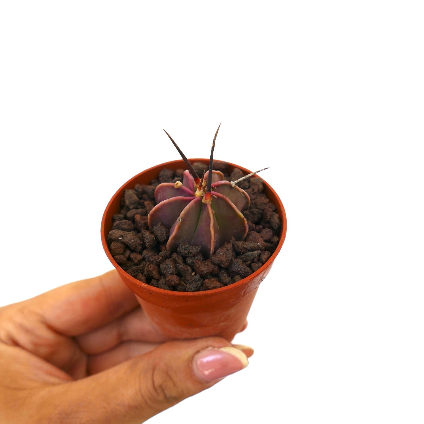 Astrophytum capricorne small purple succulent cactus with long dark spines in pot