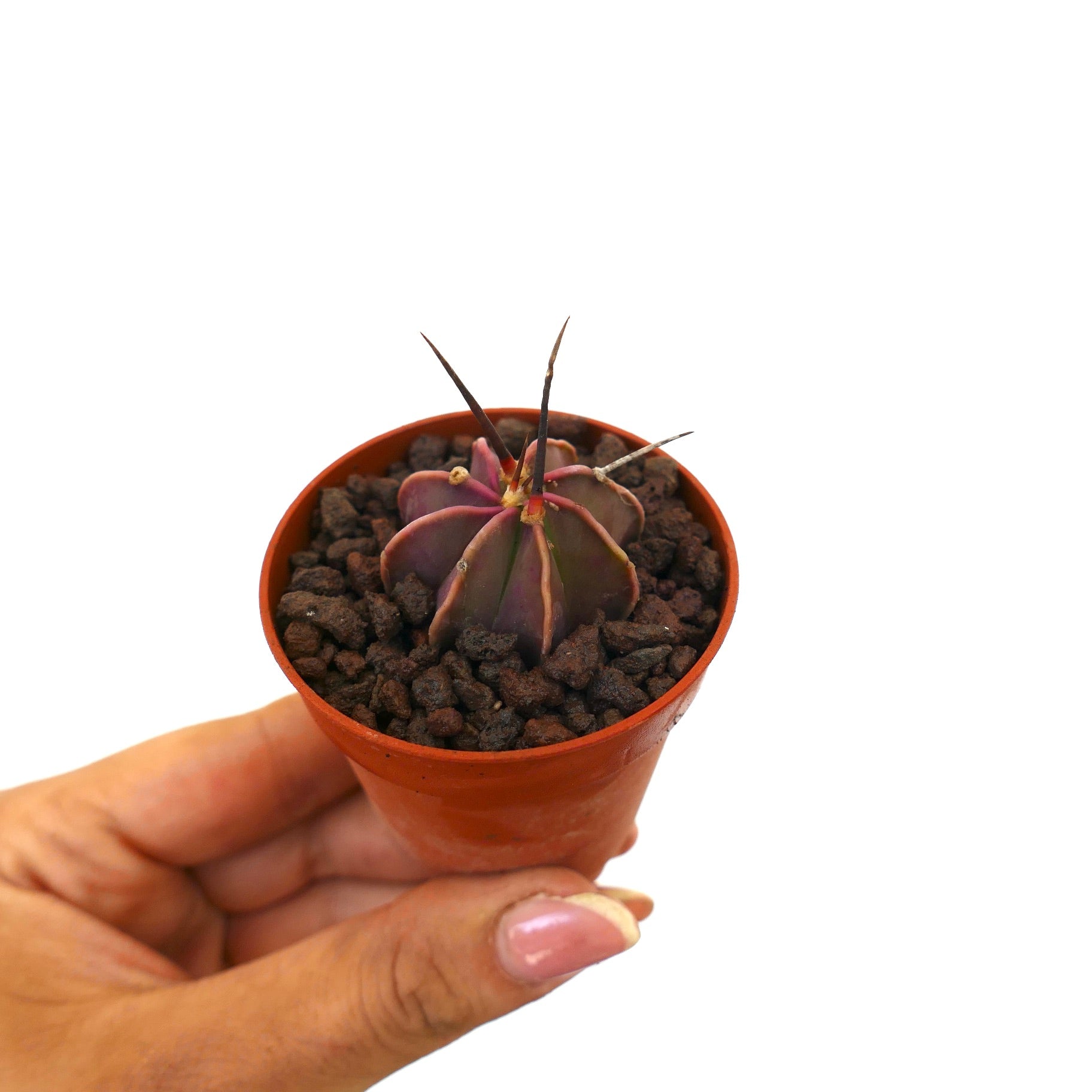 Astrophytum capricorne small purple succulent cactus with long dark spines in pot