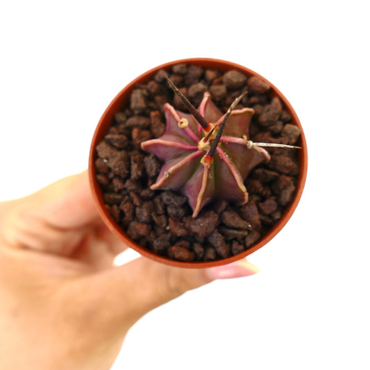 Astrophytum capricorne cv BUFFALO x THAYO rare small purple cactus with long dark spines in pot