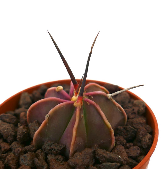 Astrophytum capricorne rare succulent cactus with dark spines and purple-green ribbed body in pot