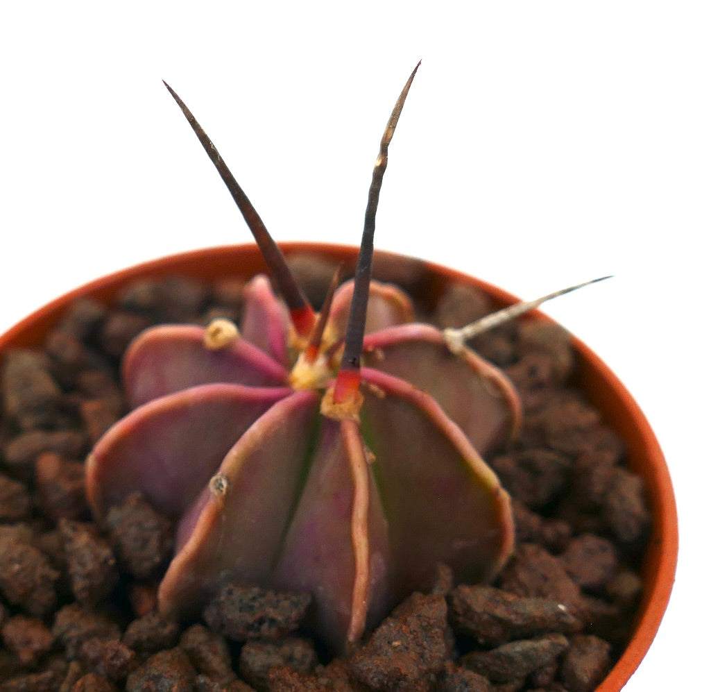 Astrophytum capricorne succulent cactus with long dark spines and purple-green body in pot