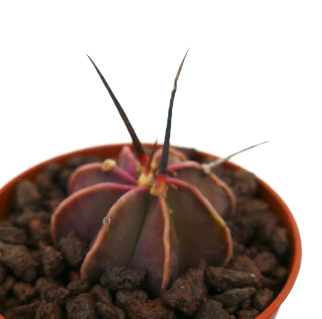 Astrophytum capricorne cv BUFFALO x THAYO small purple succulent cactus with long sharp spines in pot