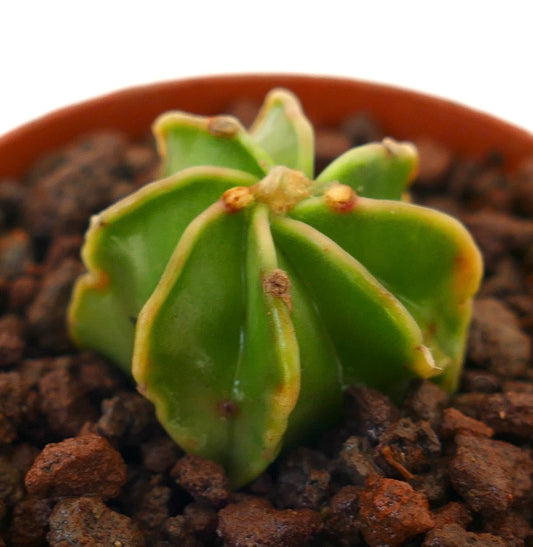 Astrophytum capricorne cv THAYO GREEN NUDUM small succulent cactus with smooth green ribs and brown tips