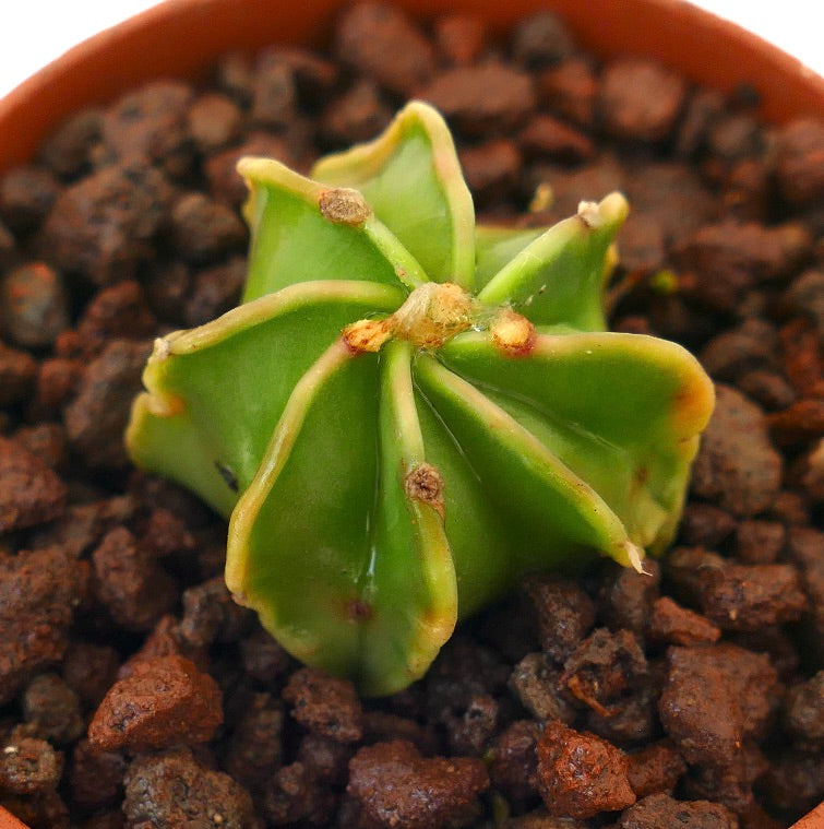 Astrophytum capricorne cv THAYO GREEN NUDUM kleiner grüner Sukkulenten-Kaktus mit gerippten Kanten und braunen Spitzen