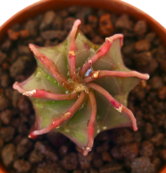 Astrophytum capricorne cv THAYO NUDUM rare succulent cactus with elongated reddish spines and star-shaped body