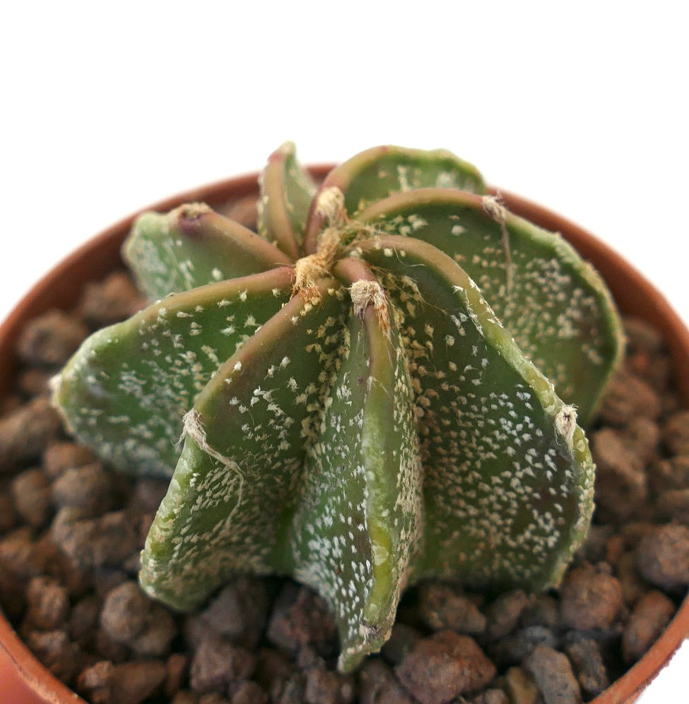 Astrophytum capricorne succulent cactus with star-shaped ribs and white speckled texture