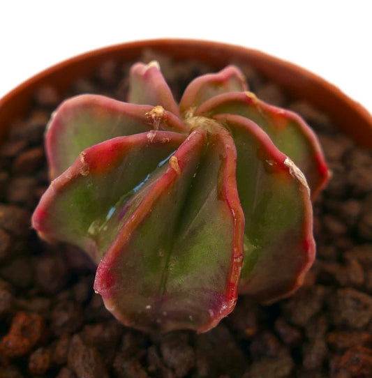 Astrophytum capricorne cv THAYO NUDUM succulent cactus with ribbed structure and red-edged green body