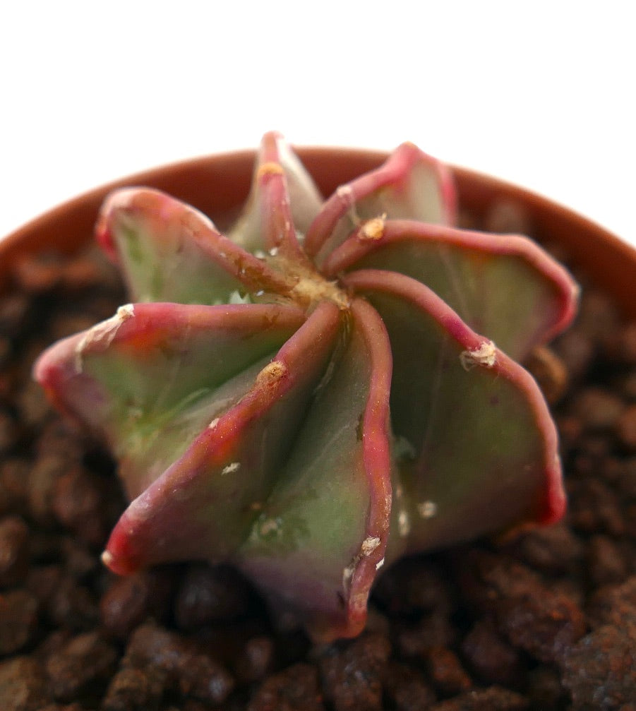 แอสโทรไฟทัม แคพริคอร์น ต้นกระบองเพชรอวบน้ำรูปร่างดาวสีเขียวขอบแดง