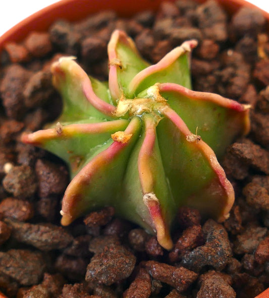 Astrophytum capricorne succulent cactus with curved reddish spines and green body