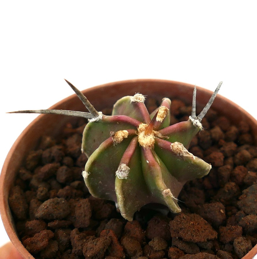Astrophytum capricorne rare cactus with long spines and ribbed green body in pot