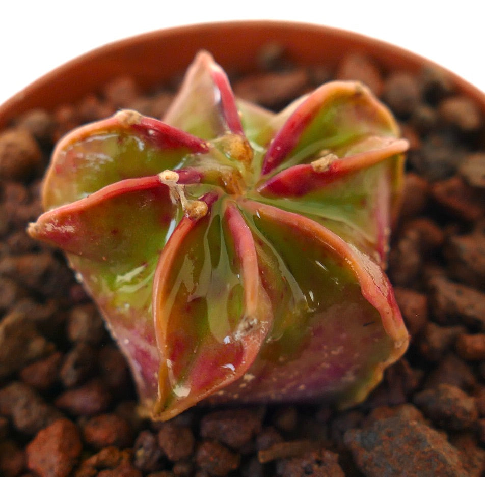 Astrophytum capricorne succulent cactus with glossy green and red star-shaped ribs