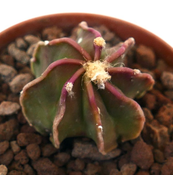 Astrophytum capricorne rare succulent cactus with purple spines and woolly areoles